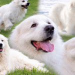 great pyrenees