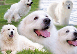 great pyrenees