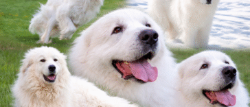 great pyrenees