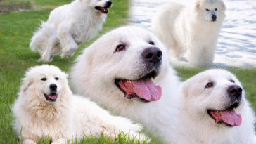 great pyrenees