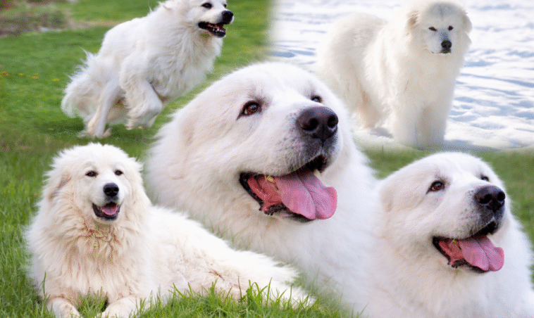 great pyrenees